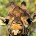 MiaDevlin Profile Picture